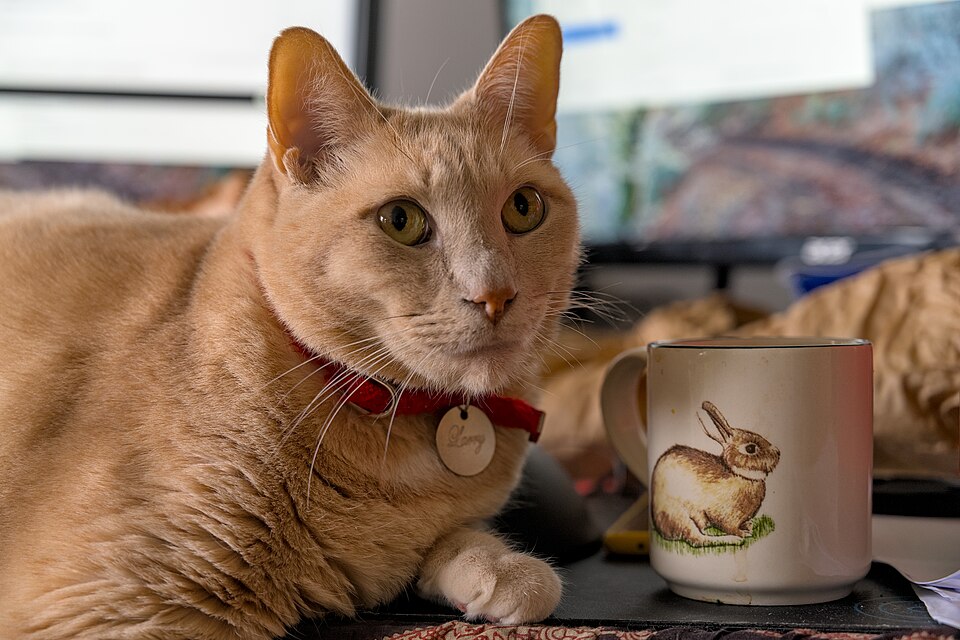 机の上のコーヒーマグのそばで寝そべる猫