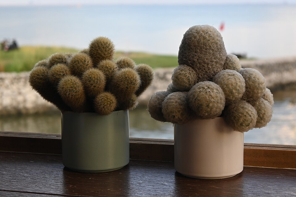 窓ぎわに並んだ小さな鉢植えのサボテン