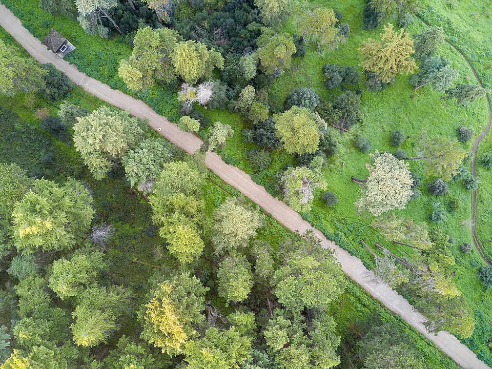 木々に囲まれた公園の小道