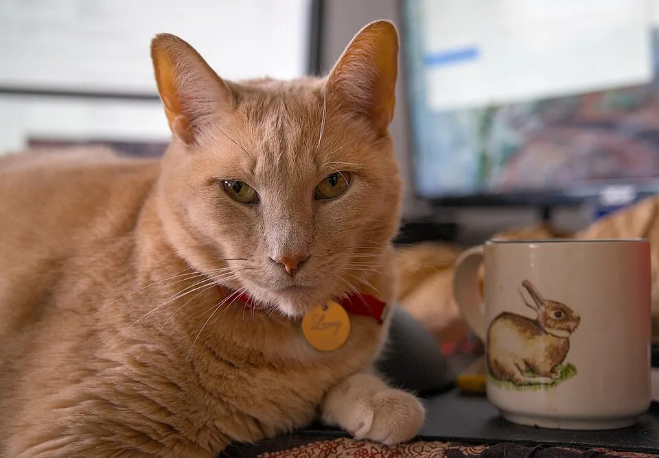 机の上で寝そべる猫とコーヒーカップ