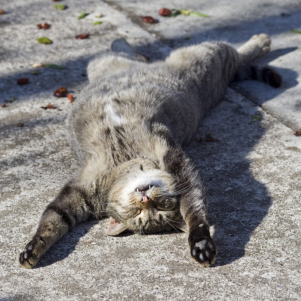 眠っている猫